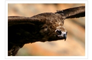 County Bird : Eagle