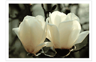 County Flower : Magnolia
