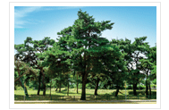 County Tree: Pine tree