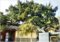 竹林里香树