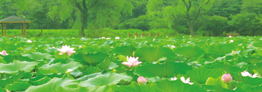 山泽莲花公园