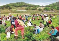 Harvesting Wild Edible Greens