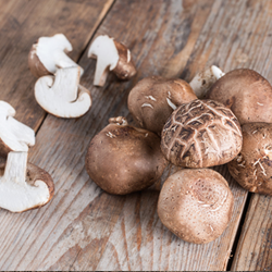 Yecheon Oak Mushroom