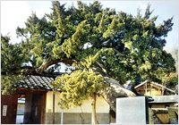 Aromatic Tree of Jukrim-ri