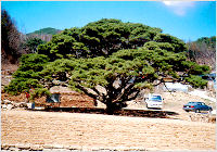 Saburi Pine Tree