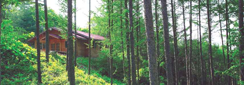 MT.Hakga Urea National Forrest