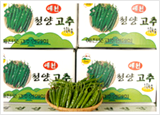 개포풋고추