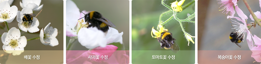 호박벌