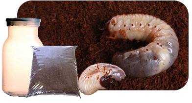 장수풍뎅이 유충을 키울 병,흙,애벌레