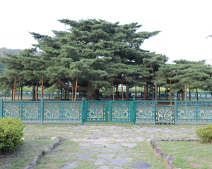 석송령