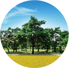 군목ㆍ소나무