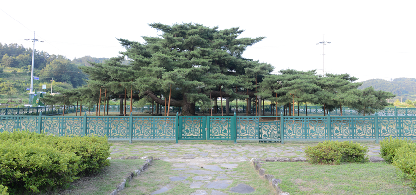석송령 사진