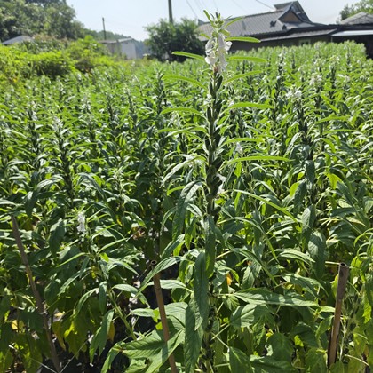 국사골 참깨~