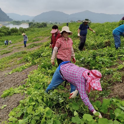 예천군, 민·관 합동 ‘가시박’ 순뽑기 마무리… 20만 5,180㎡ 정비