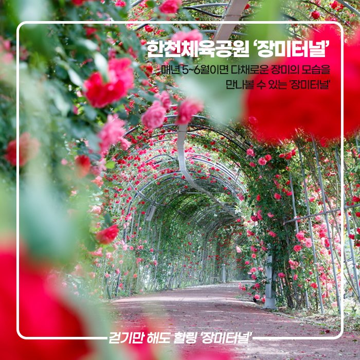 2.예천군 한천체육공원 장미터널