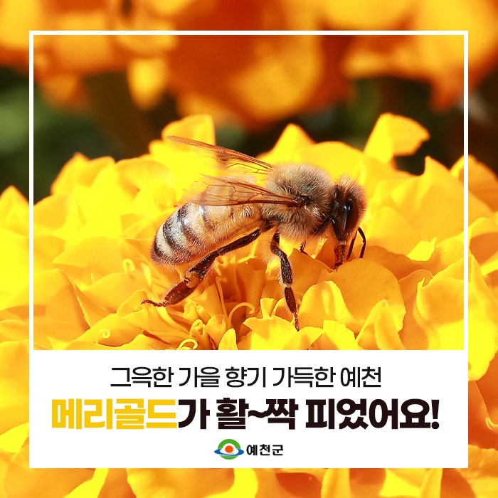 1.메리골드로 가을 분위기 한껏~