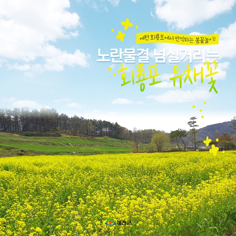 1.두근두근 예천의 봄 봄바람에 살랑살랑 흔들리는 유채꽃을 회룡포에서 만나보세요!