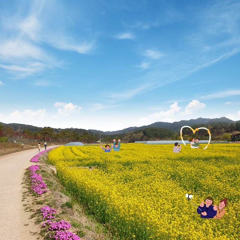 2.두근두근 예천의 봄 봄바람에 살랑살랑 흔들리는 유채꽃을 회룡포에서 만나보세요!