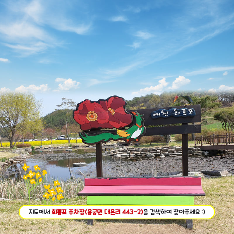 4.두근두근 예천의 봄 봄바람에 살랑살랑 흔들리는 유채꽃을 회룡포에서 만나보세요!