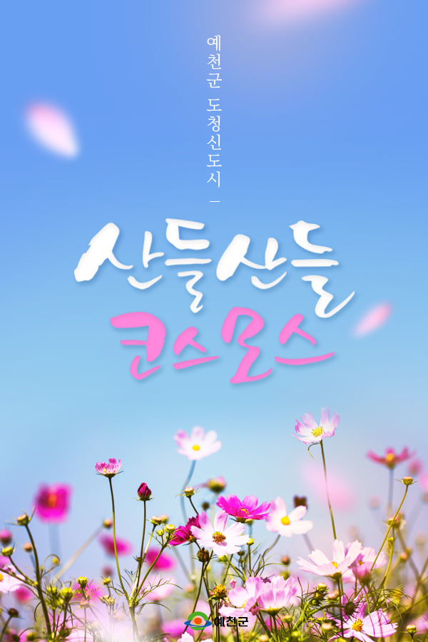 1.활짝 핀 도청신도시 코스모스 보면서 가을의 정취를 만끽하세요!
