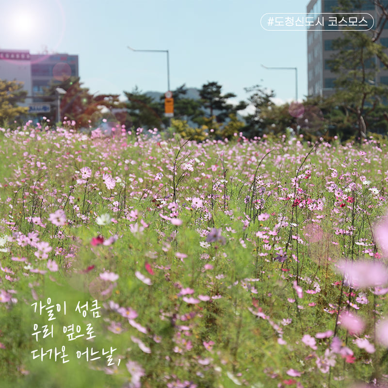 2.활짝 핀 도청신도시 코스모스 보면서 가을의 정취를 만끽하세요!