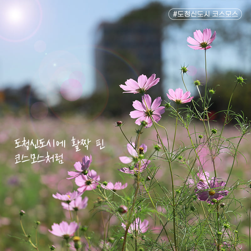 3.활짝 핀 도청신도시 코스모스 보면서 가을의 정취를 만끽하세요!