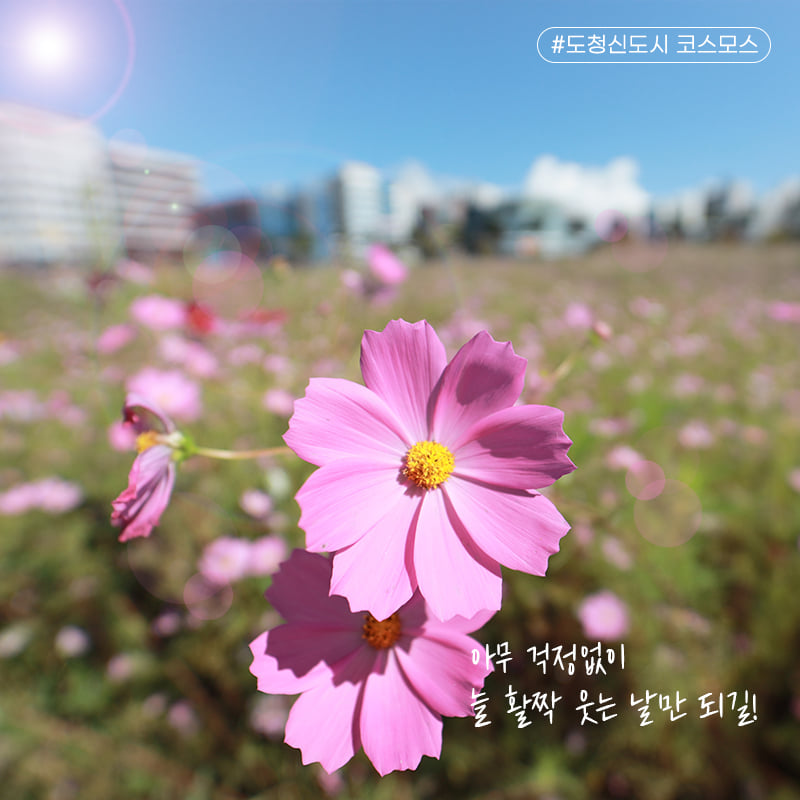 4.활짝 핀 도청신도시 코스모스 보면서 가을의 정취를 만끽하세요!