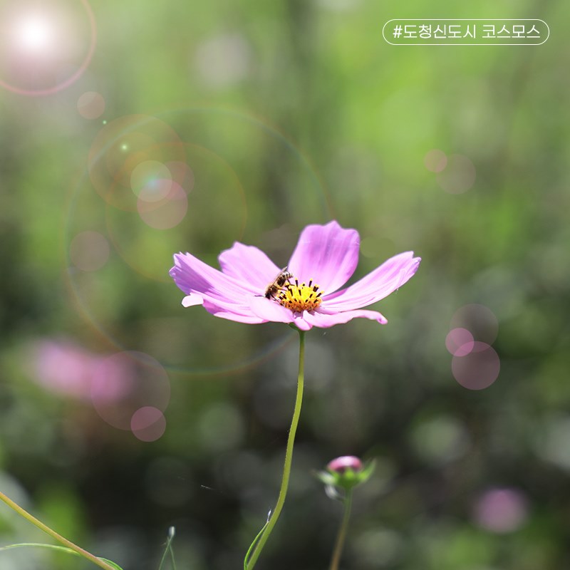 6.활짝 핀 도청신도시 코스모스 보면서 가을의 정취를 만끽하세요!