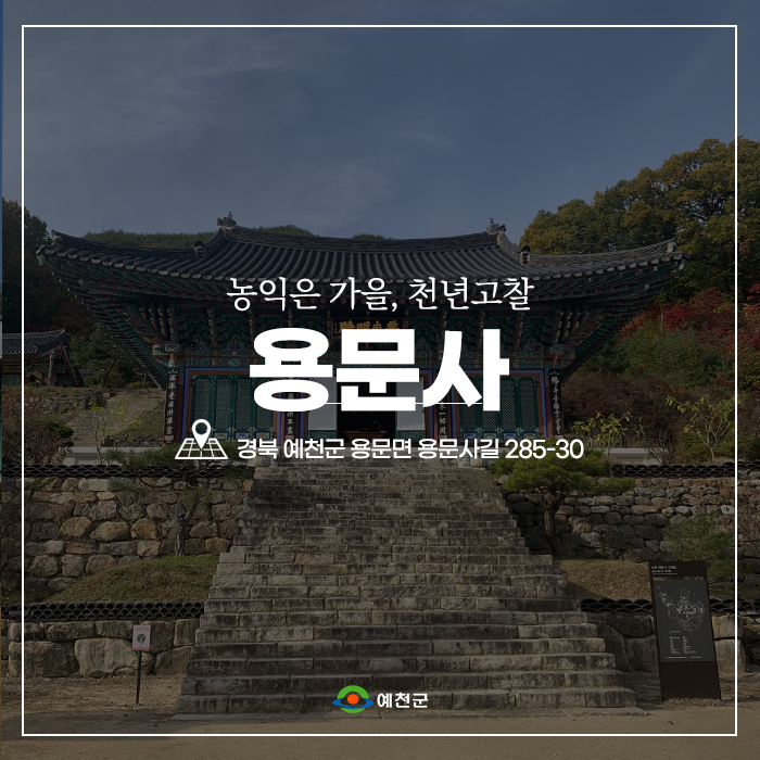 1.농익은 가을, 천년고찰 예천 용문사 함께 걸어요