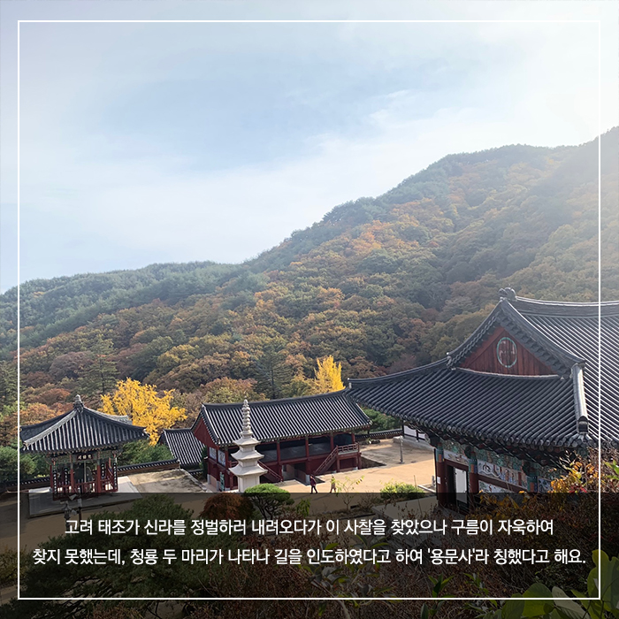 3.농익은 가을, 천년고찰 예천 용문사 함께 걸어요