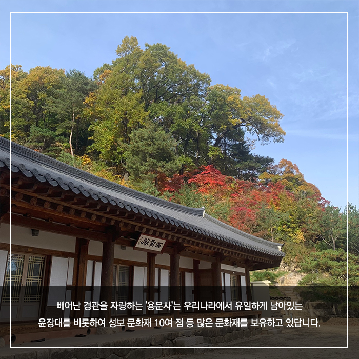 4.농익은 가을, 천년고찰 예천 용문사 함께 걸어요