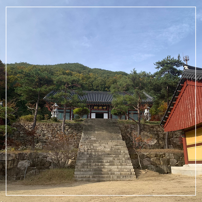5.농익은 가을, 천년고찰 예천 용문사 함께 걸어요