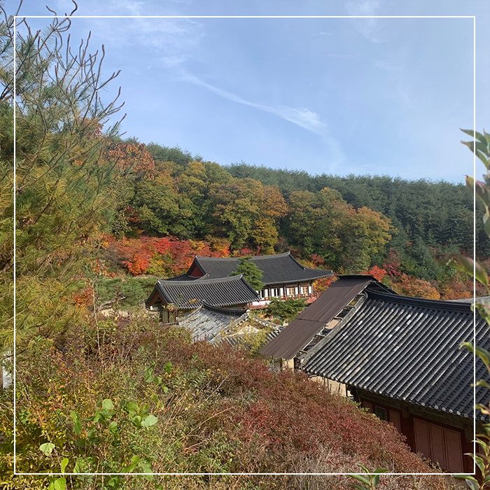 6.농익은 가을, 천년고찰 예천 용문사 함께 걸어요