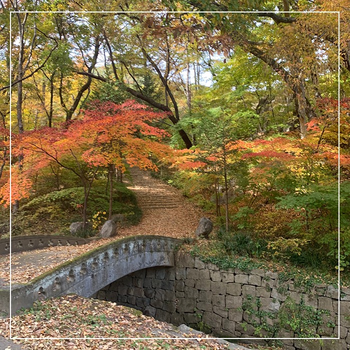 7.농익은 가을, 천년고찰 예천 용문사 함께 걸어요