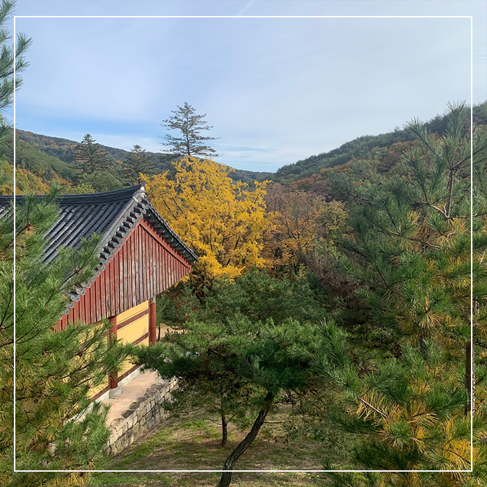 8.농익은 가을, 천년고찰 예천 용문사 함께 걸어요