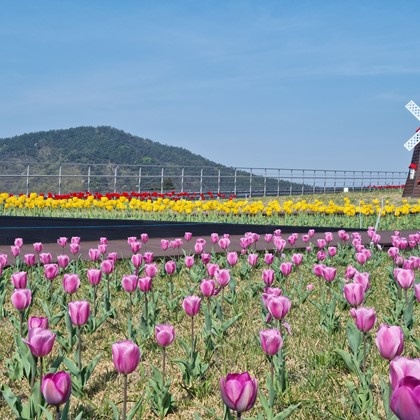 지금  삼강에는  튤립이  만발!!
