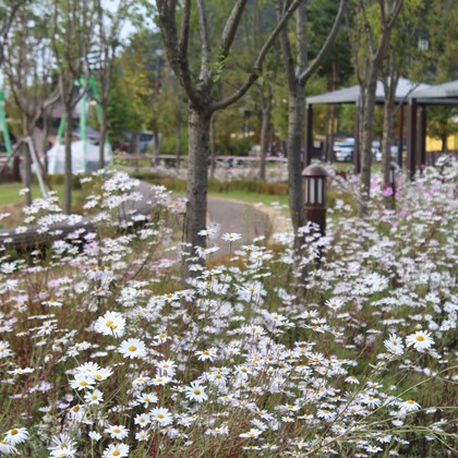 삼강의 가을 풍경(5)