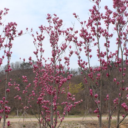 삼강의 봄(2)