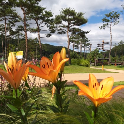 삼강 여름꽃 (1)
