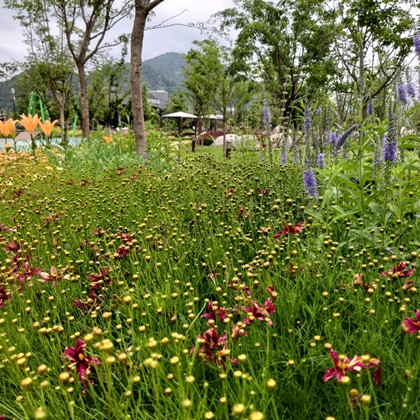 삼강 여름꽃 (2)