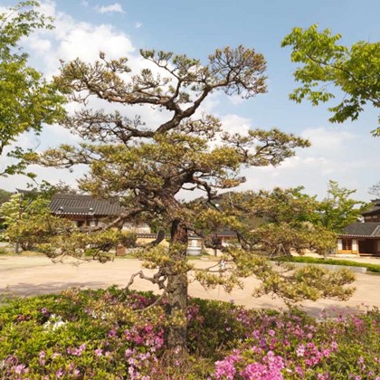 소나무