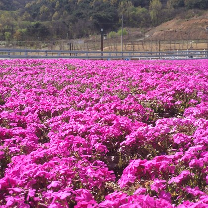 삼강문화단지 철쭉