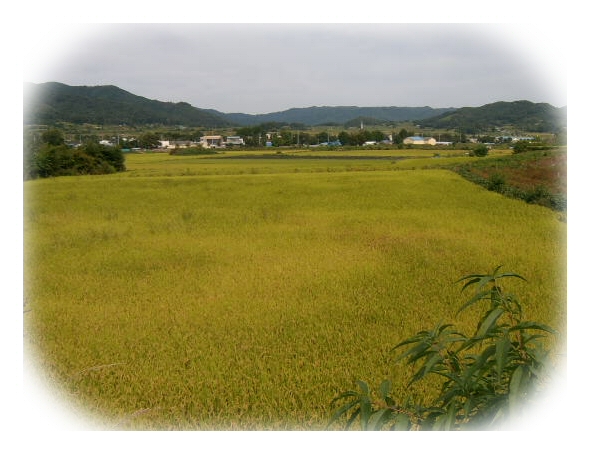 가을 들녁에서는~~~ - 마을이야기 -예천군 금당실마을 금당실정보화마을,예천군 금당실정보화마을